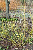 CORNUS SERICEA BUDDS YELLOW AND RUBUS BIFLORUS UNDERPLANTED WITH CROCUSES (SALIX YELVERTON IN BACKGROUND),  RHS WISLEY: FEBRUARY