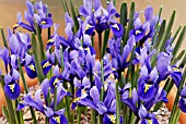 IRIS RETICULATA HARMONY