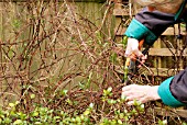 PRUNING CLEMATIS VITICELLA POLISH SPIRIT (MODEL RELEASE)