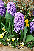 HYACINTHUS ORIENTALIS SPLENDID CORNELIA WITH VIOLA JEWEL YELLOW AND RHAMNUS ALATERNIS  ARGENTEOVARIEGATA