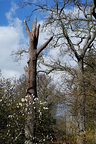 A_DISEASED_QUERCUS_ROBUR_WITH_A_ROOT_DISORDER_AND_AFFECTED_BY_A_WOOD_DECAYING_FUNGUS_LEFT_AS_STANDIN