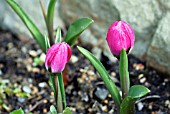 TULIPA HUMILIS VIOLET QUEEN