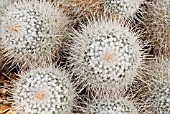 MAMMILLARIA GEMINISPINA