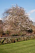 MAGNOLIA STELLATA KING ROSE