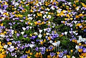 CROCUSES NATURALISED IN GRASS