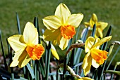 NARCISSUS RED DEVON