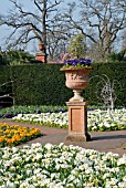 PRIMULA CRESCENDO SERIES WITH RUBUS BIFLORUS IN THE WALLED GARDEN,  RHS WISLEY: MARCH