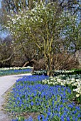 MUSCARI ARMENIACUM,  NARCISSUS TOTO AND EXOCHORDA GIRALDII,   RHS WISLEY: MARCH