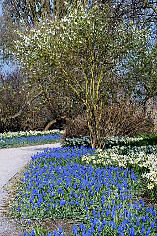 MUSCARI_ARMENIACUM__NARCISSUS_TOTO_AND_EXOCHORDA_GIRALDII___RHS_WISLEY_MARCH