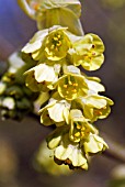 CORYLOPSIS SINENSIS VAR. CALVESCENS