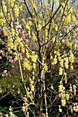 CORYLOPSIS SINENSIS VAR. CALVESCENS,  RHS WISLEY: MARCH