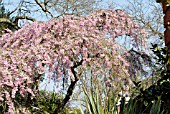 PRUNUS PENDULA PENDULA ROSEA,  RHS WISLEY: MARCH