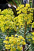 EUPHORBIA CHARACIAS SUBSP.WULFENI JOHN TOMLINSON,  RHS WISLEY: MARCH