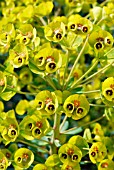 EUPHORBIA CHARACIAS SUBSP.WULFENI JOHN TOMLINSON