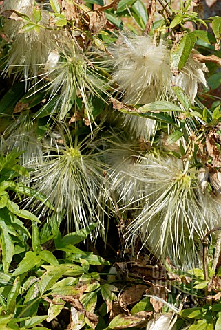 SEEDHEADS_OF_CLEMATIS_NAPAULENSIS__RHS_WISLEY_MARCH