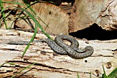 ADDER (VIPERA BERUS) BASKING IN SPRING SUNSHINE,  BRITISH WILDLIFE CENTRE,  NEWCHAPEL,  SURREY: APRIL