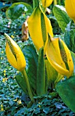 LYSICHITON AMERICANUS,  YELLOW SKUNK CABBAGE