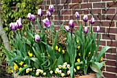 CONTAINER WITH TULIPA ZUREL,  VIOLA JEWEL YELLOW (JEWEL SERIES) AND RHAMNUS ALATERNUS,  ARGENTEOVARIEGATA