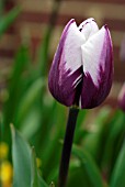 TULIPA ZUREL