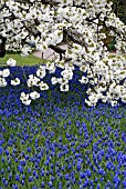 PRUNUS SHIROTAE UNDERPLANTED WITH MUSCARI ARMENIACUM