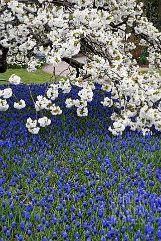 PRUNUS_SHIROTAE_UNDERPLANTED_WITH_MUSCARI_ARMENIACUM