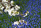 PRUNUS SHIROTAE UNDERPLANTED WITH MUSCARI ARMENIACUM