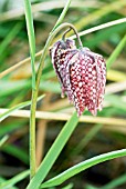 FRITILLARIA MELEAGRIS,  SNAKES HEAD FRITILLARY