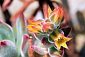 ECHEVERIA PULVINATA RUBY