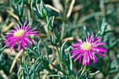 LAMPRANTHUS SP.