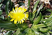 GLOTTIPHYLLUM SP.,  HOLLY GATE CACTUS GARDEN,  ASHINGTON,  WEST SUSSEX: APRIL