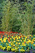 BEDDING SCHEME WITH TULIPA APELDOORNS ELITE,  BEAUTY OF APELDOON AND APELDOORN,  VIOLA JEWEL YELLOW (JEWEL SERIES) AND PHYLLOSTACHYS AUREOSULCATA F. AUREOCAULIS,  RHS WISLEY: APRIL