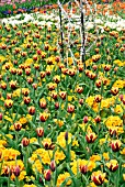 SCENE IN THE WALLED GARDEN WITH RUBUS BIFLORUS,  TULIPA GAVOTA AND PRIMULA CRESCENDO GOLDEN YELLOW (CRESCENDO SERIES),  RHS WISLEY: APRIL