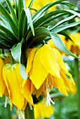 FRITILLARIA IMPERIALIS LUTEA