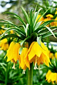 FRITILLARIA IMPERIALIS LUTEA