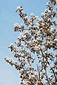 AMELANCHIER ROBIN HILL