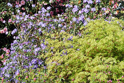 ACER_PALMATUM_OMURAYAMA_WITH_RHODODENDRON_CV__RHS_WISLEY_APRIL
