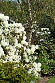 GARDEN SCENE WITH RHODODENDRON ROTHENBURG AND BETULA ERMANII GRAYSWOOD HILL,  RHS WISLEY: APRIL