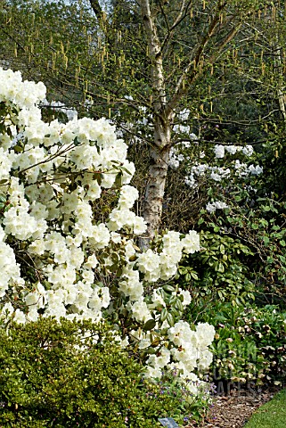 GARDEN_SCENE_WITH_RHODODENDRON_ROTHENBURG_AND_BETULA_ERMANII_GRAYSWOOD_HILL__RHS_WISLEY_APRIL