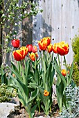 TULIPA DAVENPORT (FRINGED TULIP) WITH TULIPA KINGSBLOOD