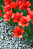 TULIPA LINIFOLIA (BATALINII GROUP) RED HUNTER