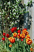 TULIPA DAVENPORT WITH TULIPA KINGSBLOOD WITH,  IN THE BACKGROUND,  AMELANCHIER OBELISK