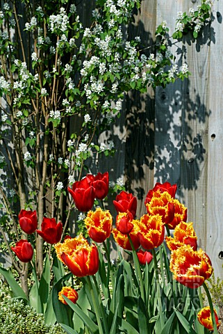 TULIPA_DAVENPORT_WITH_TULIPA_KINGSBLOOD_WITH__IN_THE_BACKGROUND__AMELANCHIER_OBELISK