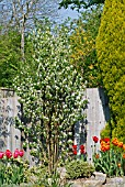 AMELANCHIER OBELISK