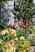 TULIPA RENOUN WITH DECIDUOUS RHODODENDRON,   BACKGROUND, AMELANCHIER OBELISK