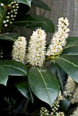 PRUNUS LAUROCERASUS