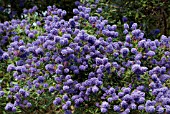 CEANOTHUS CONCHA