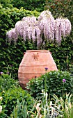 WISTERIA SINENSIS IN MERRIMENTS GARDENS,  EAST SUSSEX: MAY