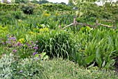 VIEW OF THE BOG GARDEN IN MERRIMENTS GARDENS,  EAST SUSSEX: EARLY MAY