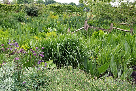 VIEW_OF_THE_BOG_GARDEN_IN_MERRIMENTS_GARDENS__EAST_SUSSEX_EARLY_MAY