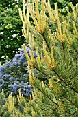 NEW SHOOTS OF PINUS SYLVESTRIS AUREA